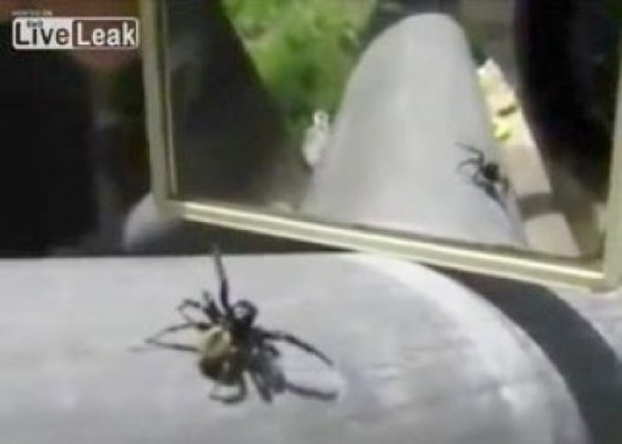 Ce face un păianjen care se vede în oglindă? Trebuie să vezi reacţia! :))